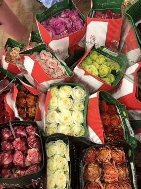 роза эквадор 50 см микс