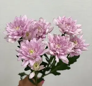 Букеты с хризантемами — Хризантема кустовая розовая