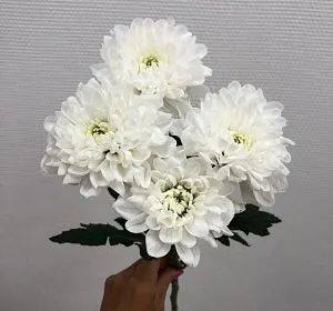 Букеты с хризантемами — Хризантема кустовая белая