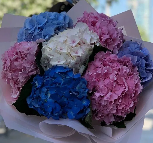 Букет цветов 7 гортензий (Гидрангея Голандия и Упаковка для цветов) | Картинка №2