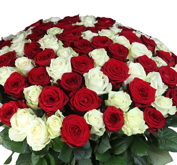 Букет цветов 101 высокая красная и белая роза (Роза Россия 70см Рэд Наоми по Акции и Роза Россия 70см по Акции) | Картинка №5