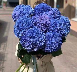 Букет из синих цветов — Соцветие красоты