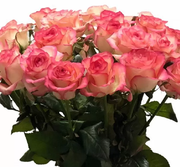 Букет цветов 25 высоких розовых роз (Роза Россия 70см Джумилия по Акции и Лента атласная) | Картинка №2
