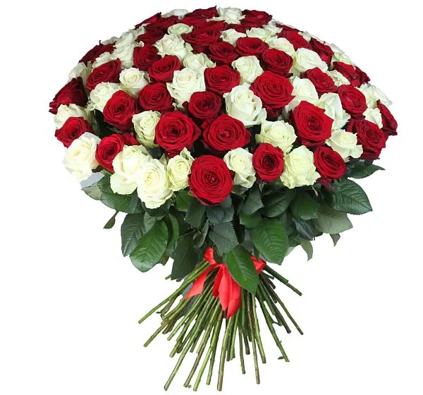 Букет цветов 101 высокая красная и белая роза (Роза Россия 70см Рэд Наоми по Акции и Роза Россия 70см по Акции) | Картинка №7
