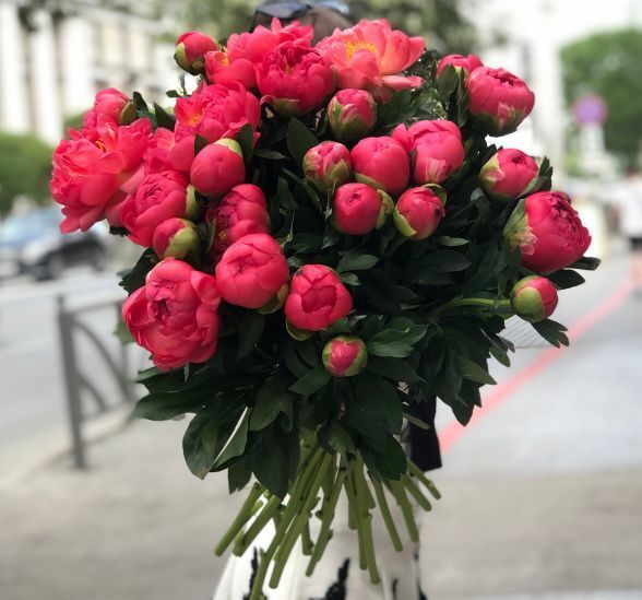 Букет цветов 25 пионов (Пион Голандия и ) | Картинка