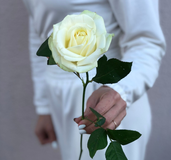 Белая роза 70 см  №1