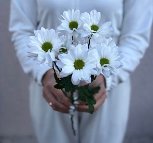 Свежесрезанные цветы — Хризантема ромашка белая