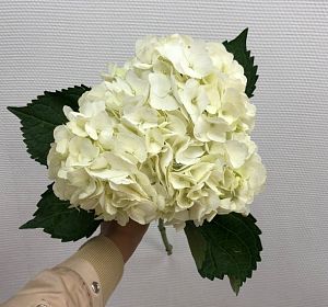 Свежесрезанные цветы — Гортензия белая