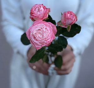 Свежесрезанные цветы — Роза кустовая пионовидная