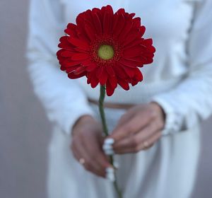 Свежесрезанные цветы — Гербера красная