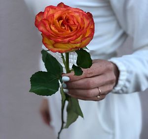 Свежесрезанные цветы — Роза Эквадор 40-50см оранжевая