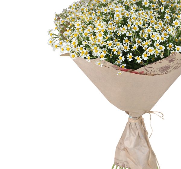 Букет цветов 25 ромашек (Матрекария и ) | Картинка №5