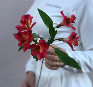 Свежесрезанные цветы — Альстромерия