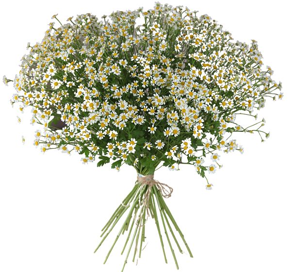 Букет цветов 25 ромашек (Матрекария и ) | Картинка №3