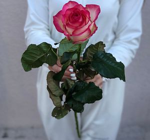 Букеты розовых роз — Бело-розовая роза 70 см