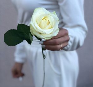 Свежесрезанные цветы — Белая роза 50 см