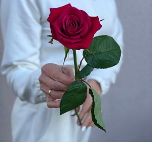 Свежесрезанные цветы — Красная роза 50 см