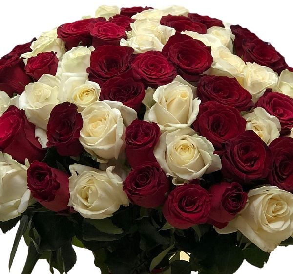 Какие цветы должны быть в доме обязательно? | 101 красная и белая роза | Картинка №3