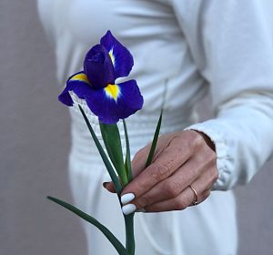 Свежесрезанные цветы — Ирис синий