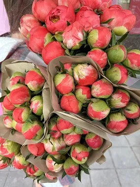 пионы оптом