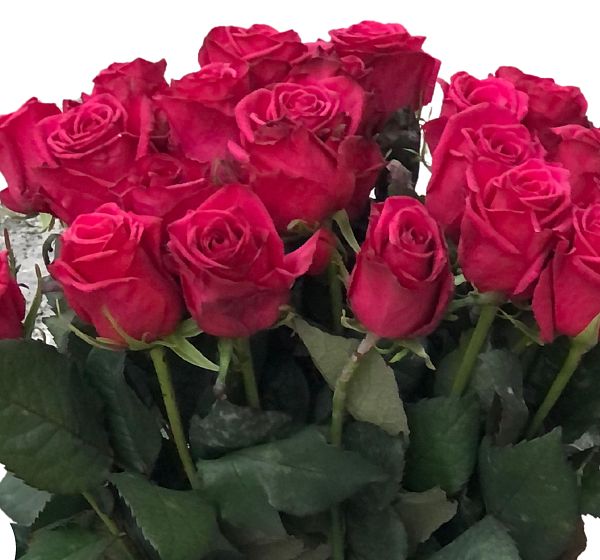 Букет цветов пурпурная охапка роз (Роза Россия 50 см Цветная по Акции и ) | Картинка №4